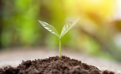 Image: Adobe a small plant with two leaves sprouts from a pile of brown soil